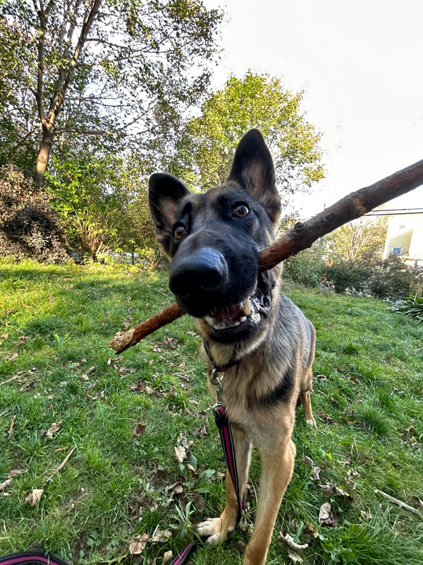Luna